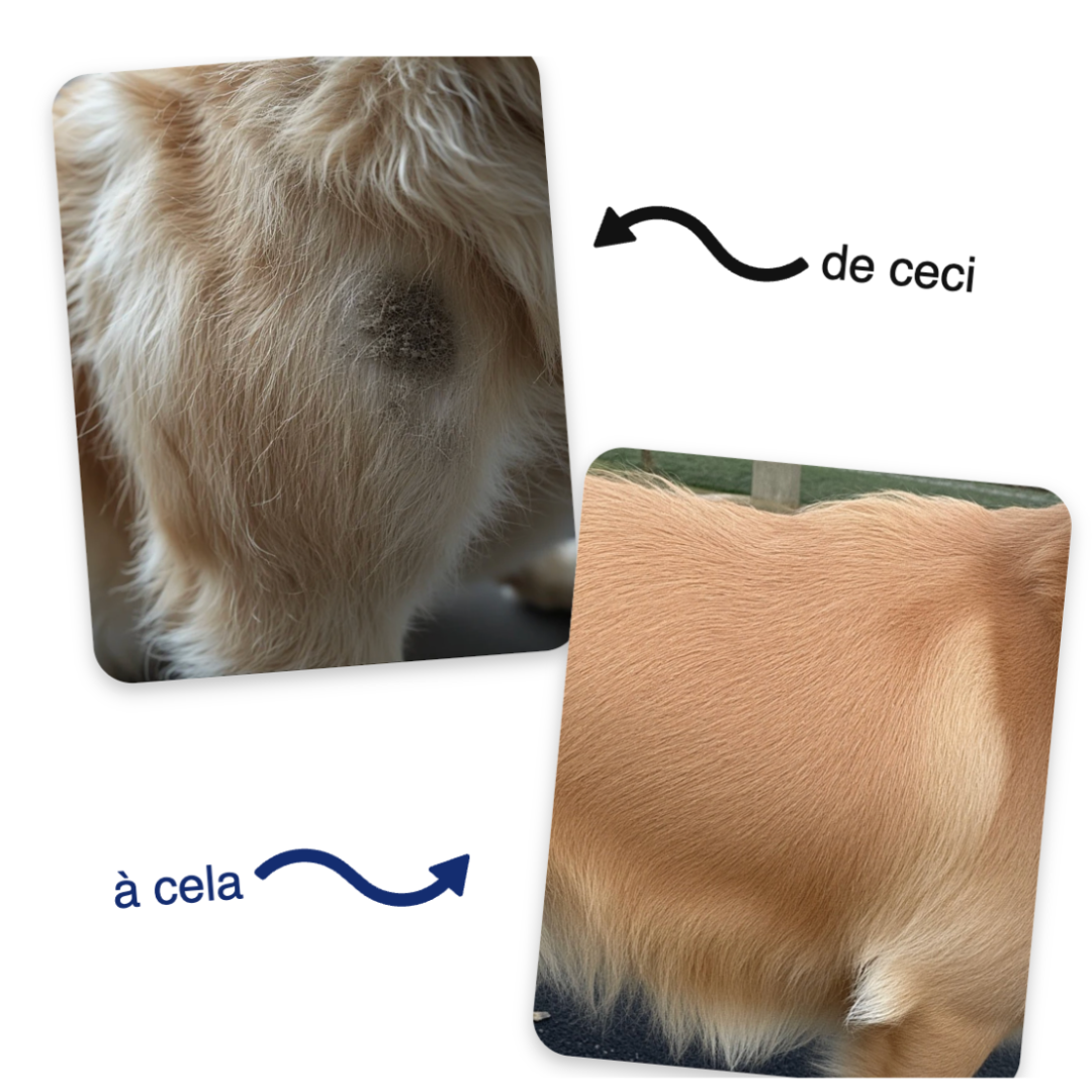 ZenBrosse Pro – Brosse vapeur apaisante pour animaux.