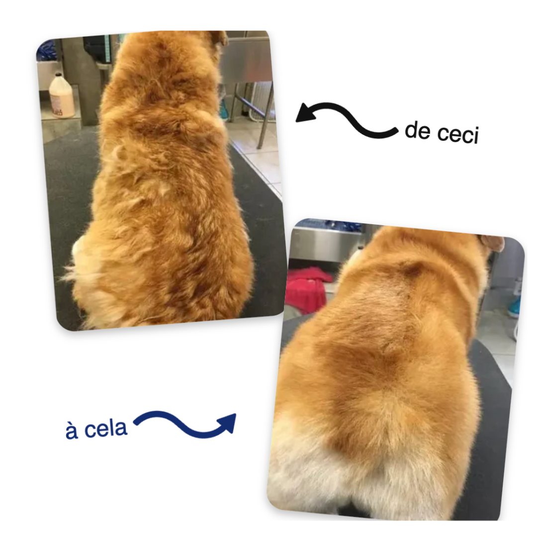 ZenBrosse Pro – Brosse vapeur apaisante pour animaux.